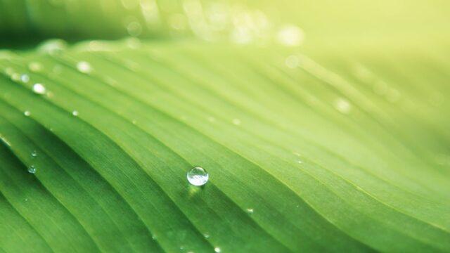 water droplet on green leaf