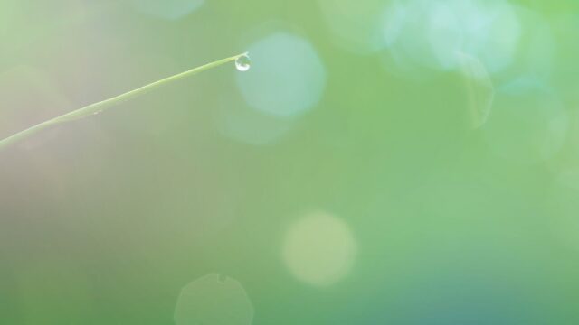 water dew hanging on grass leaf