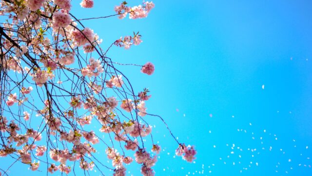 photo of white and red petal flower under blue sky