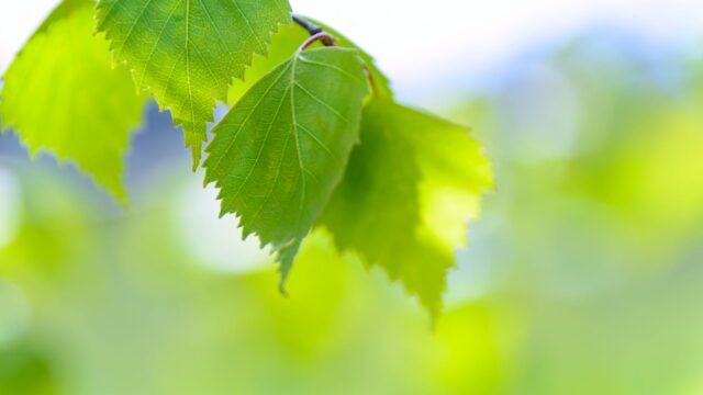 focus photography of green leaves