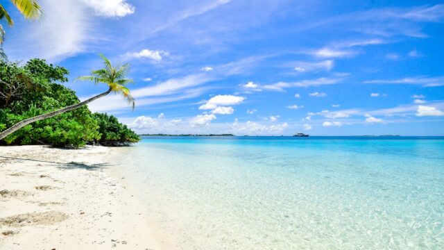 landscape photography of trees on shoreline