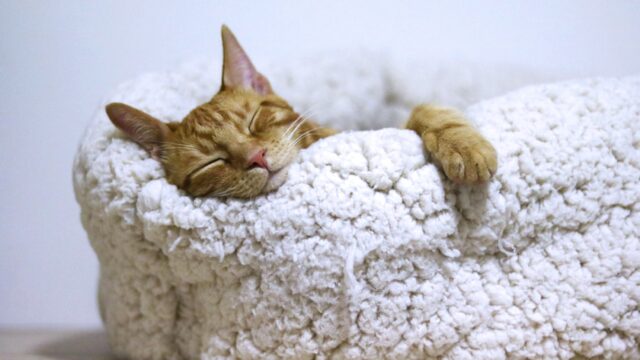 orange cat sleeping on white bed