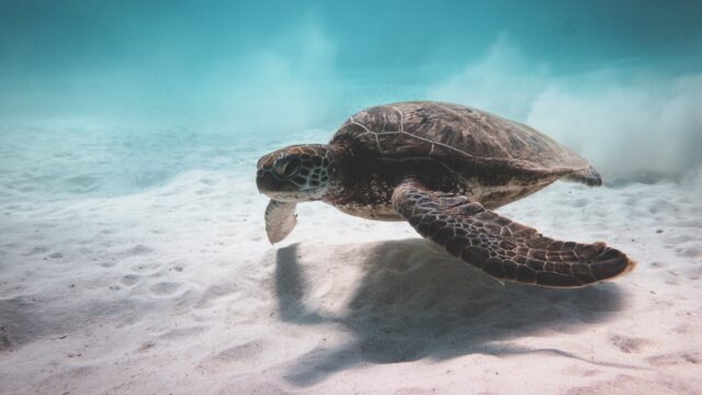 turtle swimming underwater near bottom of sea